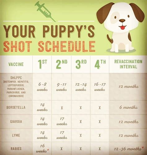 cool schedule  training  puppy  handicraftsful