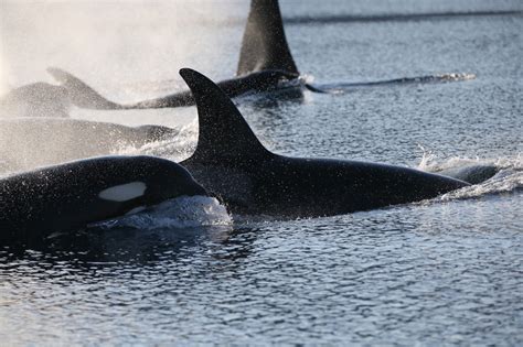 killer whale predation  nunavut narwhals   rise  arctic warms