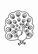 Coloring Pages Peacocks Popular sketch template