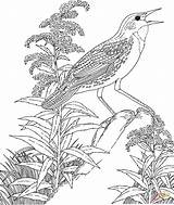 Meadowlark Goldenrod Kansas Loica Vara Montana Paradis Oiseau Vermont Supercoloring Aves Coloringhome sketch template