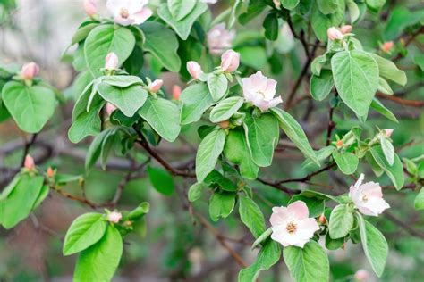 quince tree care  growing guide