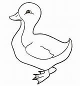 Duckling Coloring Ducks Pages Oregon Color Drawing Baby Animals sketch template