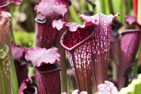 purple pitcher plant sarracenia purpurea  review