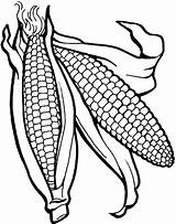 Corn Coloring Stalk Clipart Pages Clipartmag Healthy Food sketch template