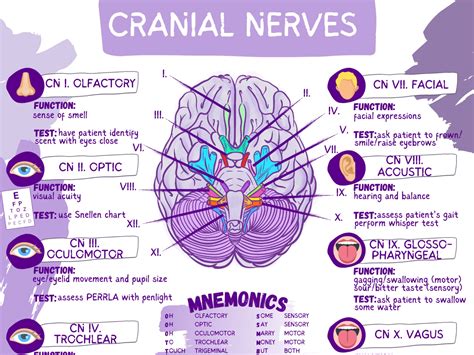 cranial nerves functions worksheet template student nurse etsy uk