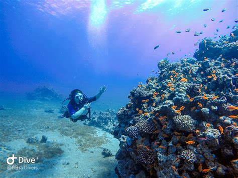diving  aqaba jordan   diver holiday golightly