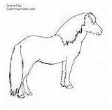 Bing Newfoundland Pony Drawing sketch template