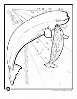 Coloring Dugong Pages Manatee Getcolorings Printable sketch template