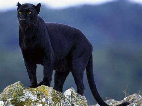 panter google search africa zwarte panter dieren en zwart