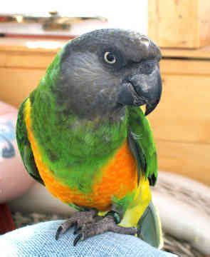 senegal parrot images  pinterest parrots parakeets  feather
