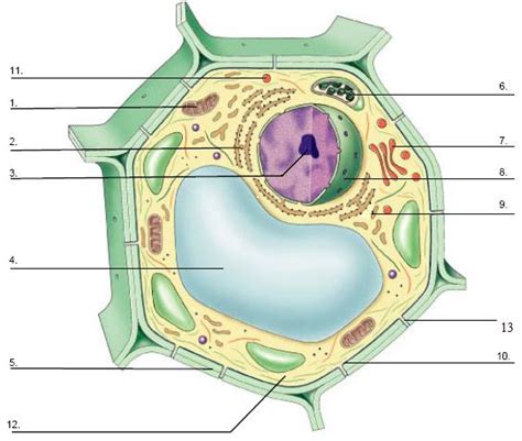 plant cell diagram biology cells  systems pinterest plant
