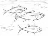 Tuna Coloring Bluefin Shoal Pacific Yellowfin Cute sketch template