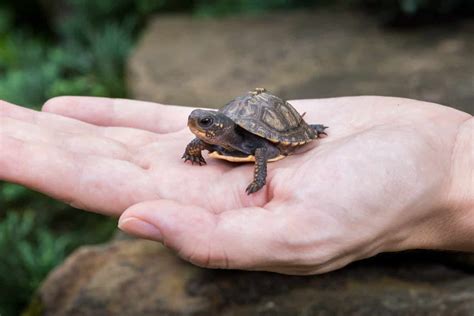 small  tiny turtles    pets   animals