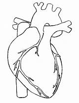 Heart Drawing Simple Human Real Line Hearts Anatomical Clipart Draw Clip Outline Diagram Cliparts Blank Drawings Kids Sketch Template Body sketch template