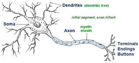 axon axonis  term  nerve fibre  portion   nerve cell neuron