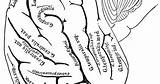 Cranial Nerves sketch template