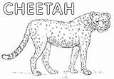 Cheetah Cheetah2 sketch template