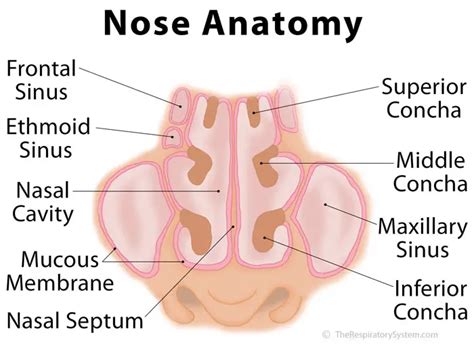 nasal conchae