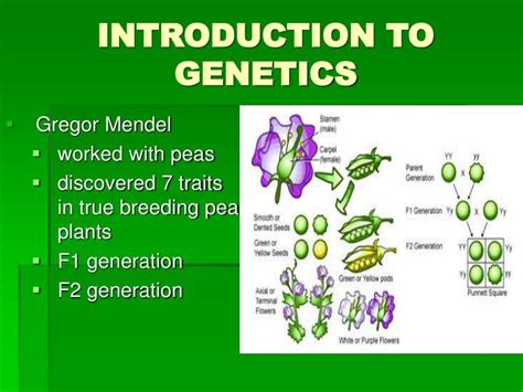 Ppt Introduction To Genetics Powerpoint Presentation Id 6793383