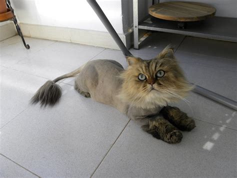 When Should A Persian Cat Be Shaved Porn Images
