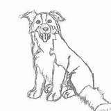 Collie Whippet sketch template