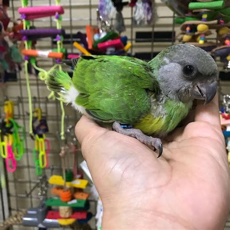 months  senegal parrot  sale parrots  eggs  sale