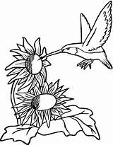 Hummingbird Coloring Pages Printable Hummingbirds Sunflower Sunflowers Flower Supercoloring Flowers Print Birds Color Sheets Adult Bird Book Drawing Clipartmag Getdrawings sketch template