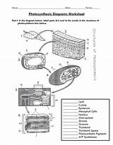  sketch template