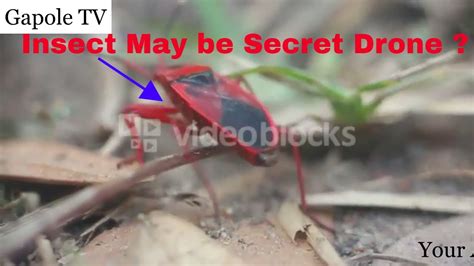 secret insect spy drones  youtube
