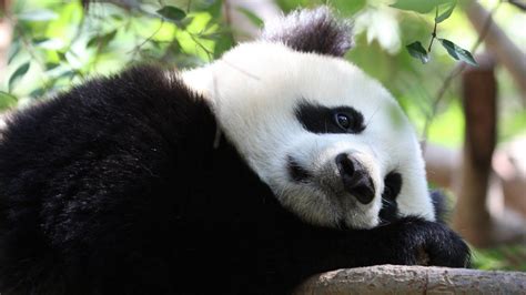 lovely panda pandas photo  fanpop