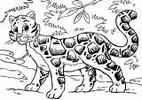 Clouded Leopard Coloring Pages sketch template