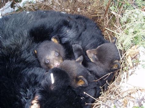 fast asleep to wide awake hibernating bears predation and pregnancy