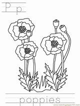 Coloring Poppy Pages Flower Carnation Kids Printable Popular Print Library Clipart Getcolorings Line Collection sketch template