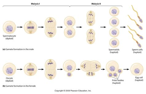 Mitosis And Meiosis Miss Halligan