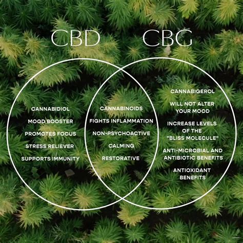 cbd vs cbg what s the difference brookside cbd