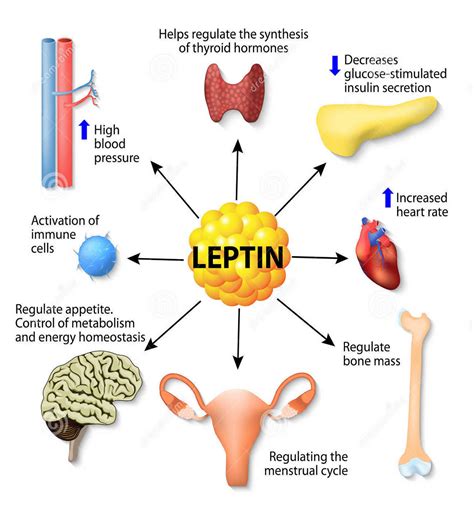 What Is The Leptin Hormone Function And How Does It Control Body Weight