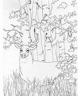 Deer Buck Whitetail Reh Dear Mammals Hirsch Tailed Designlooter Ausmalbild Coloringhome Coloringpages101 sketch template