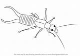 Earwig Drawingtutorials101 Animals sketch template