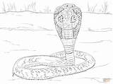 Kobra Brillenschlange Ausmalbilder Coloriage Kolorowanki Serpent Ausmalbild Cobras Snake Anaconda Imprimer Anteojos Supercoloring Coloriages Kolorowanka Druku Schlangen Adults Adulti sketch template