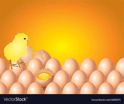 chicken eggs background royalty  vector image