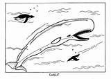 Whale Coloring Pages Beluga Printable Kids sketch template
