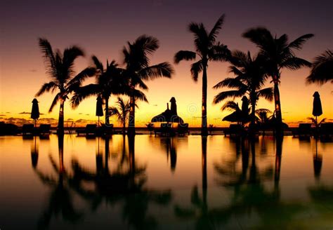 sunset  pool  resort  stock photo image  resort palm