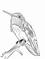 Beija Colorir Hummingbird Fofo Koliber Imprimir Kalifornijski Adorável Colorironline Drukuj sketch template