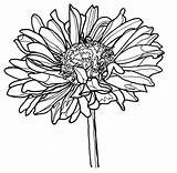Drawing Zinnia Line Flowers Dahlia Flower Coloring Drawings Pages Clipart Yahoo Bestcoloringpagesforkids Single Clipartmag Getdrawings Kids Search Nature Visit Choose sketch template