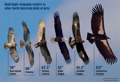 bald eagle wingspan    compare   birds  prey