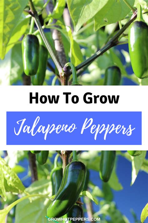 growing jalapeno peppers  growing jalapenos stuffed jalapeno