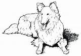 Dog Coloring Pages Fluffy Getdrawings Newfoundland sketch template