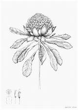 Botanical Waratah Drawing Drawings Flower Wildflower Illustrations Australian Illustration Flowers Bnw Native Leap A3 Plant Sketches Flora Print Se Botanique sketch template