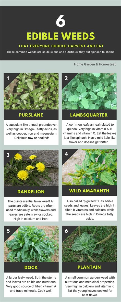 Types Of Edible Weeds