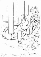 Konijn Coniglio Pieter Kleurplaten Hase Lapins Ausmalbild Kaninchen Malvorlage Animaatjes Disegnidacolorare sketch template